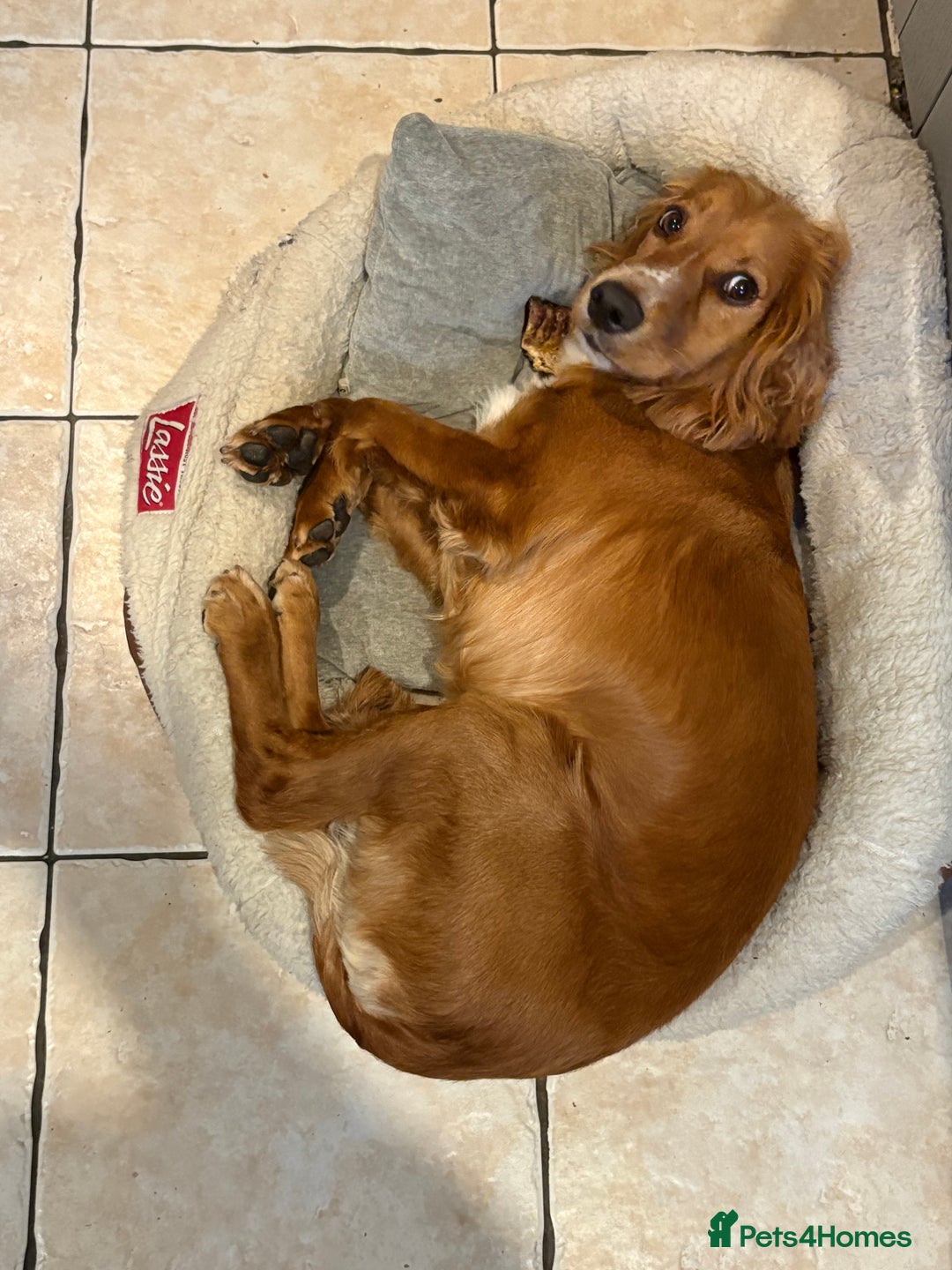 Cocker Spaniel dogs for sale: Minnie, beautiful Cocker Spaniel - Advert 5