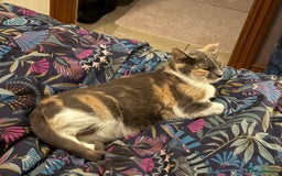 British Shorthair cats for sale: 3 Year Old Peach Calico Female Cat - Image 2