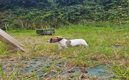Jack Russell dogs for sale: Two Gorgeous Puppies  - Image 2