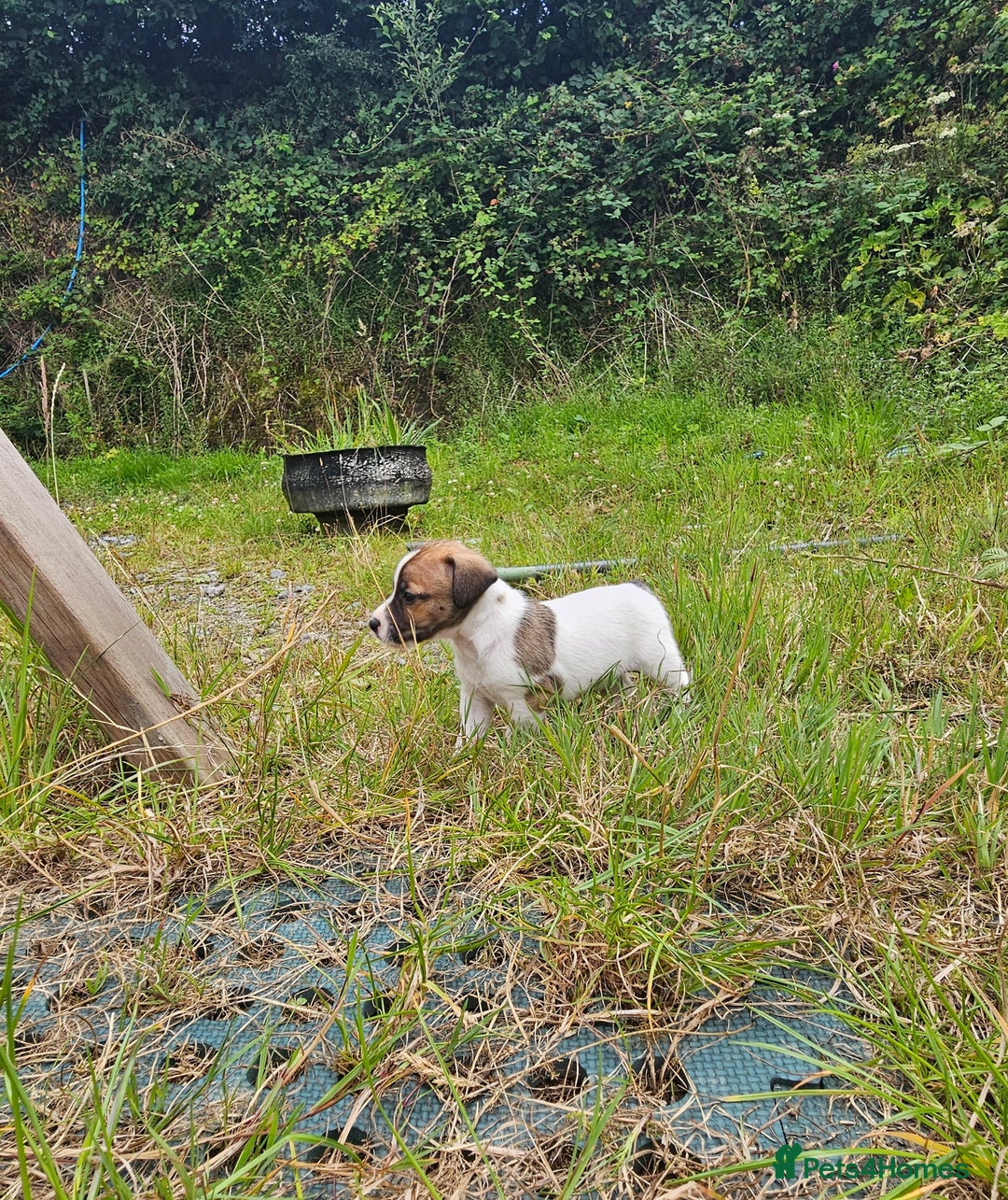 Jack Russell dogs for sale: Two Gorgeous Puppies  - Image 2