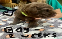 Labrador Retriever dogs for sale: UPDATE-GORGEOUS PUPS ARE HERE!  - Image 10