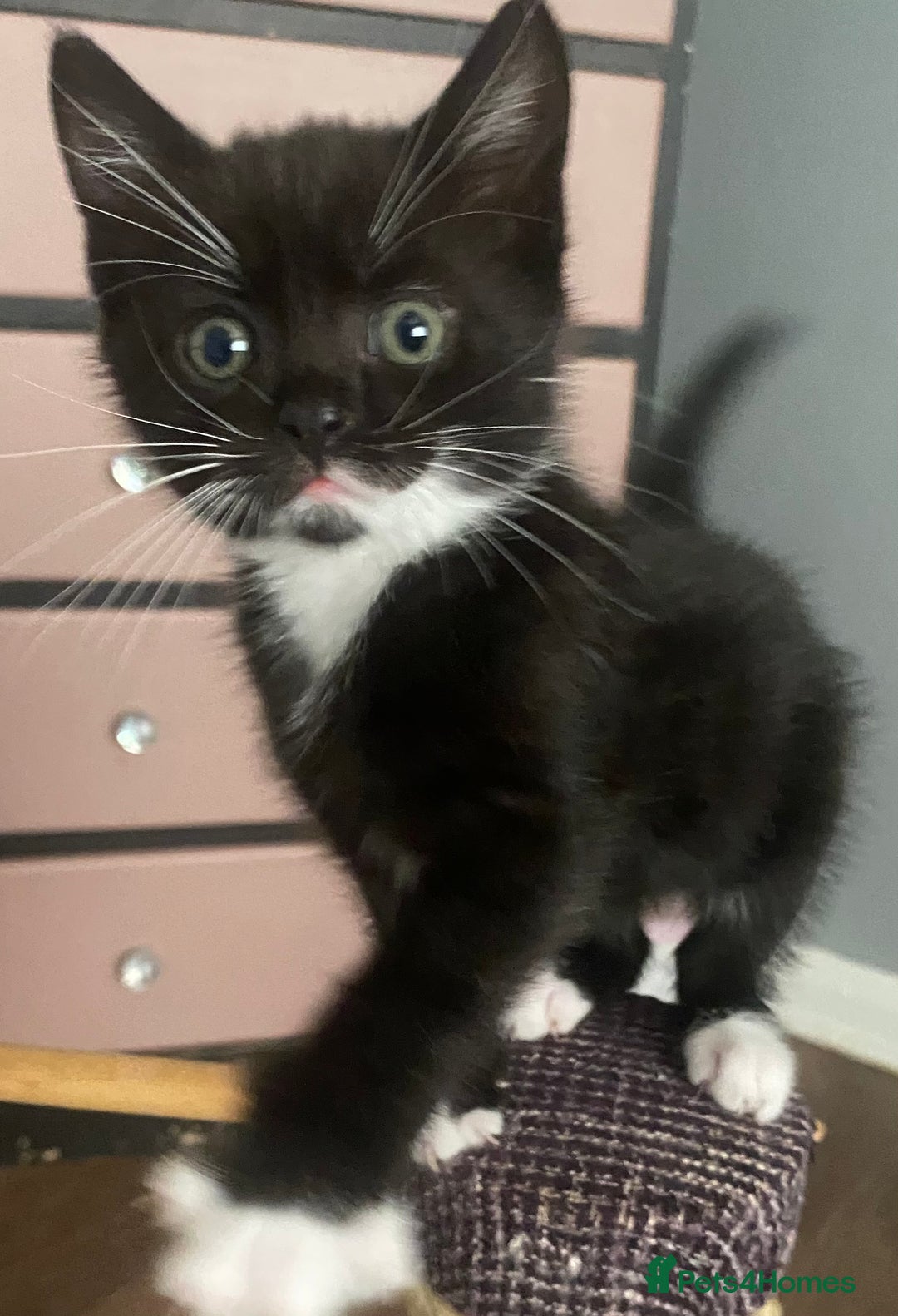 British Shorthair cats for sale: male British short haired black and white kittens  - Image 2