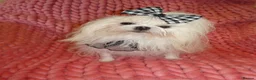 Maltese dogs for sale: Babydoll KC Registered Korean Maltese Adult Girl - Advert 10