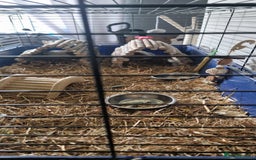 Guinea Pig rodents for sale: 2 beautiful female guinea pigs - Advert 1