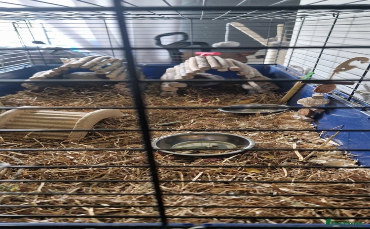 Guinea Pig rodents 2 beautiful female guinea pigs - Advert 1