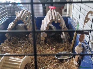 Guinea Pig rodents 2 beautiful female guinea pigs - Advert 1