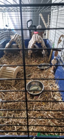 Guinea Pig rodents 2 beautiful female guinea pigs - Advert 1