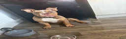 English Bulldog dogs for sale: FEMALE ENGLISH BULLDOG - Advert 3