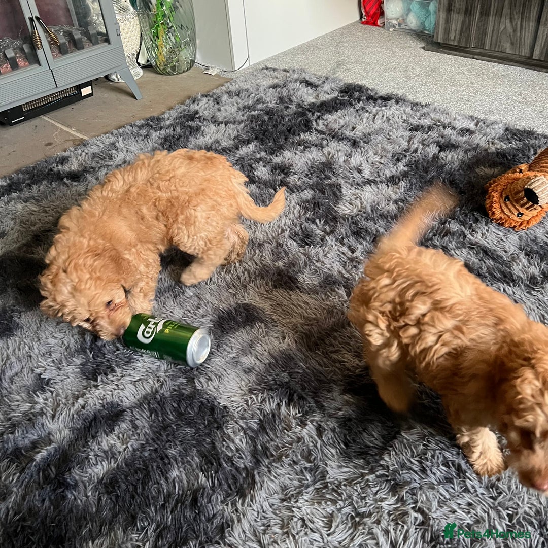 Mixed Breed dogs for sale: F1b Australian Labradoodle  - Advert 14