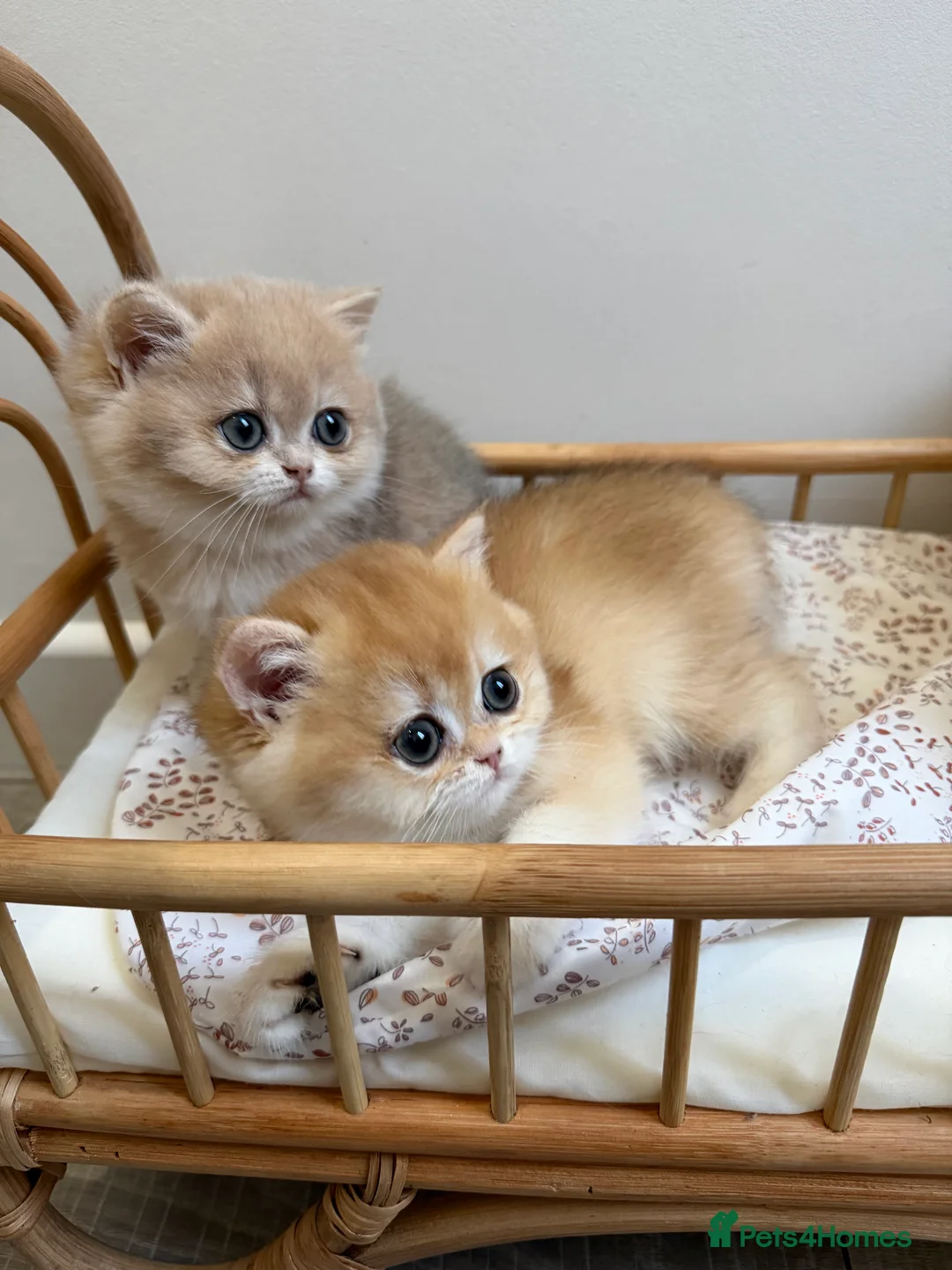 British Shorthair cats for sale: Golden Blue British Shorthair kittens - Advert 15