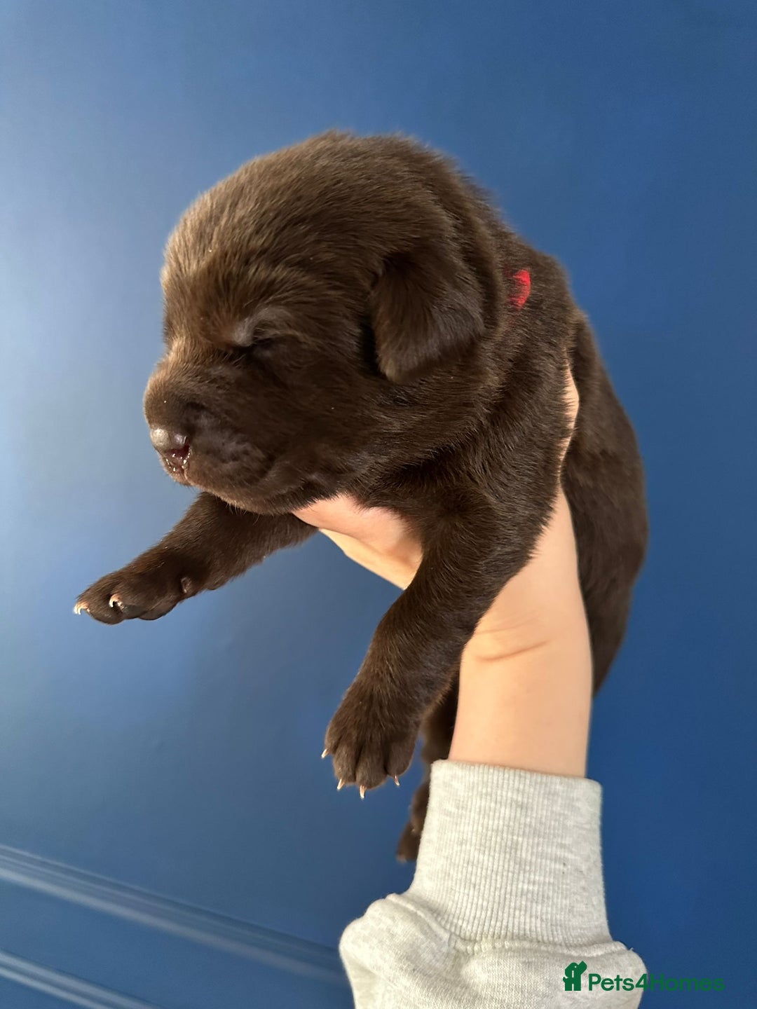 Mixed Breed dogs for sale: Chocolate Shepradors - Image 12