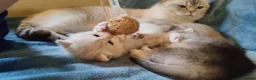 British Shorthair cats for sale: 1 left! Golden British Shorthair kitten GCCF - Advert 4