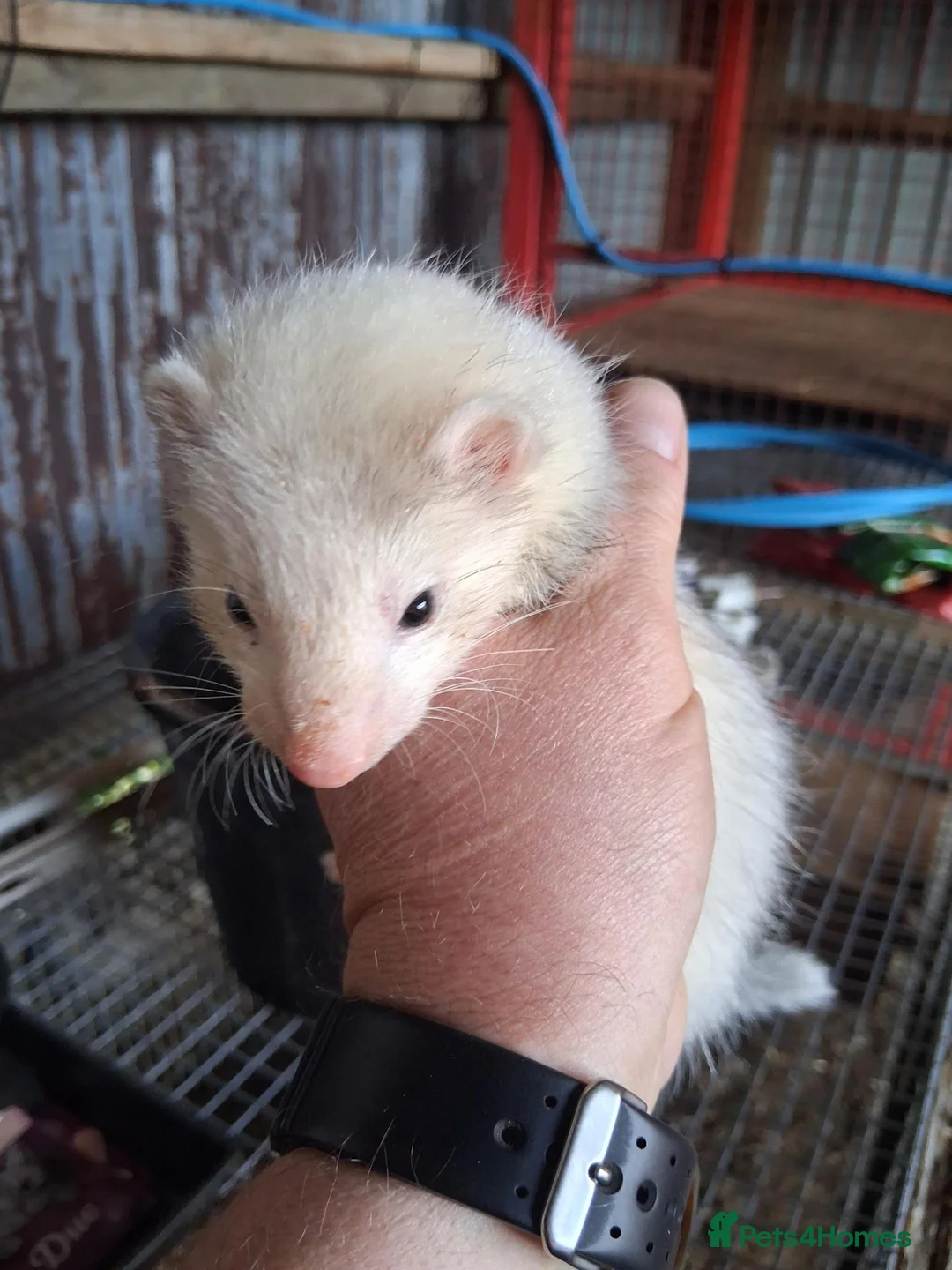 Ferret rodents for sale: Ferrets  - Advert 2