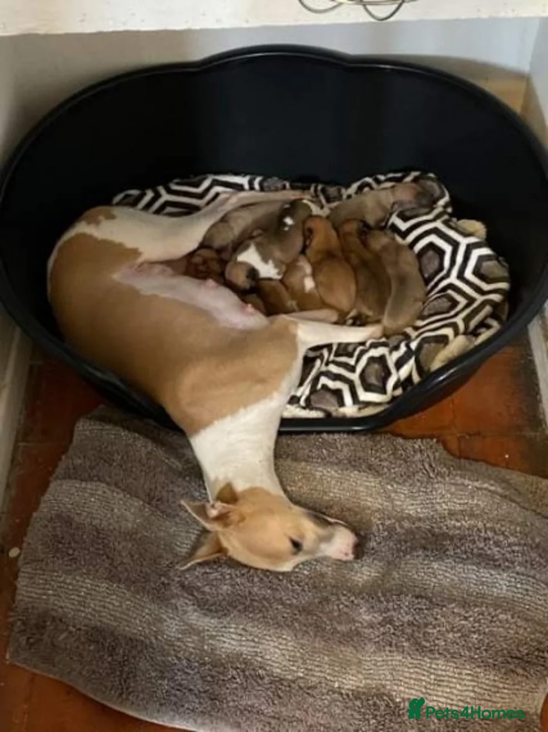 Whippet dogs for stud: KC Registered Whippet Dog in Swadlincote - Advert 9