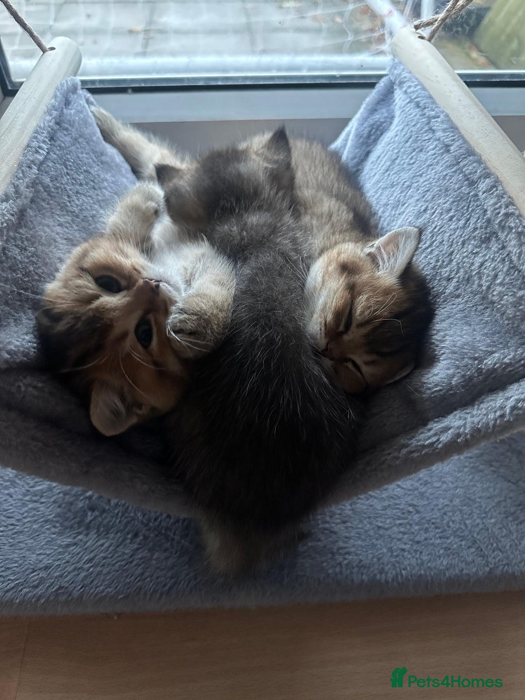 British Shorthair cats for sale: 4 adorable kitties for sale TICA registered - Advert 5