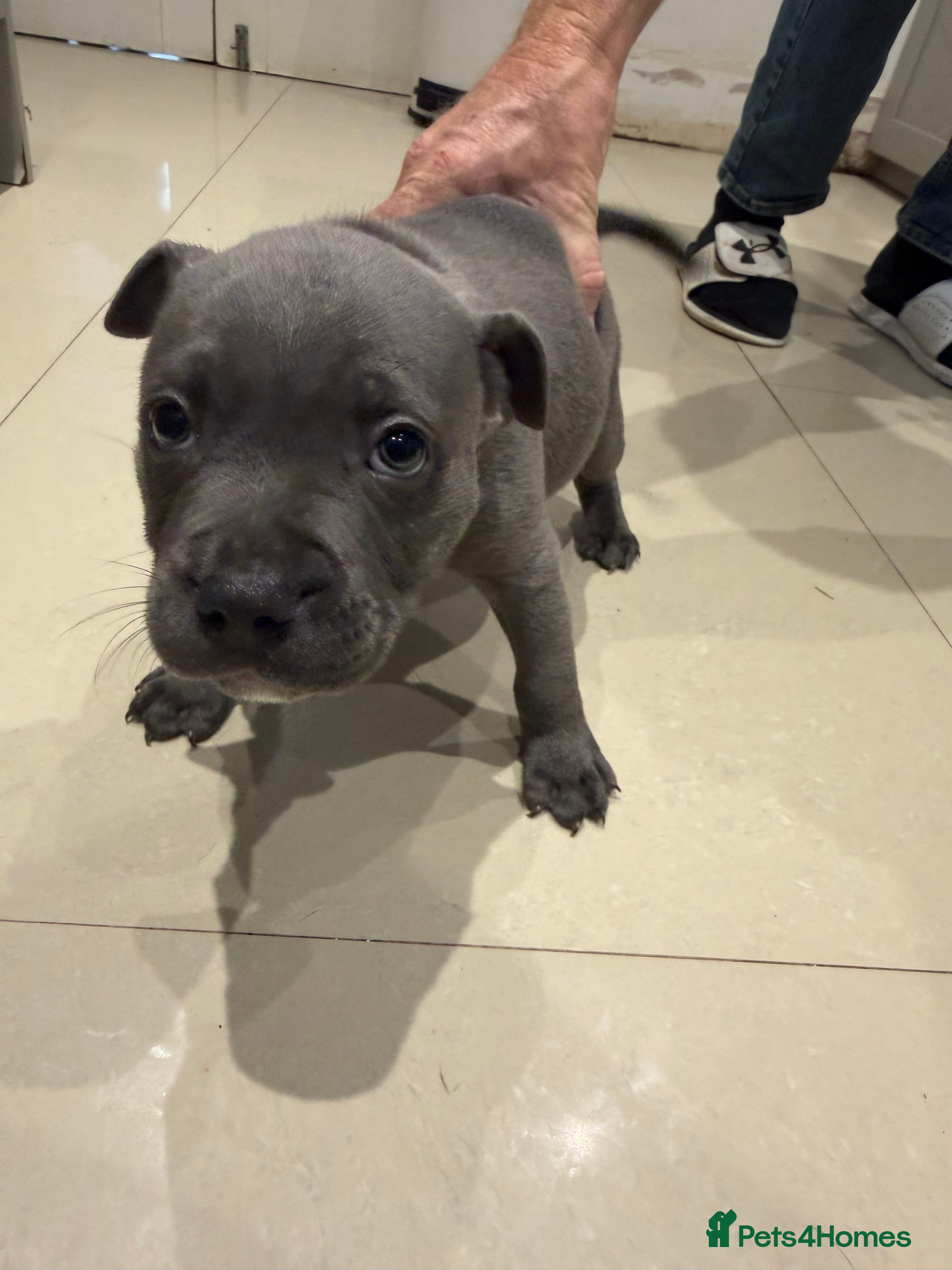 Staffordshire Bull Terrier dogs Blue Staffordshire bull terrier  - Advert 5