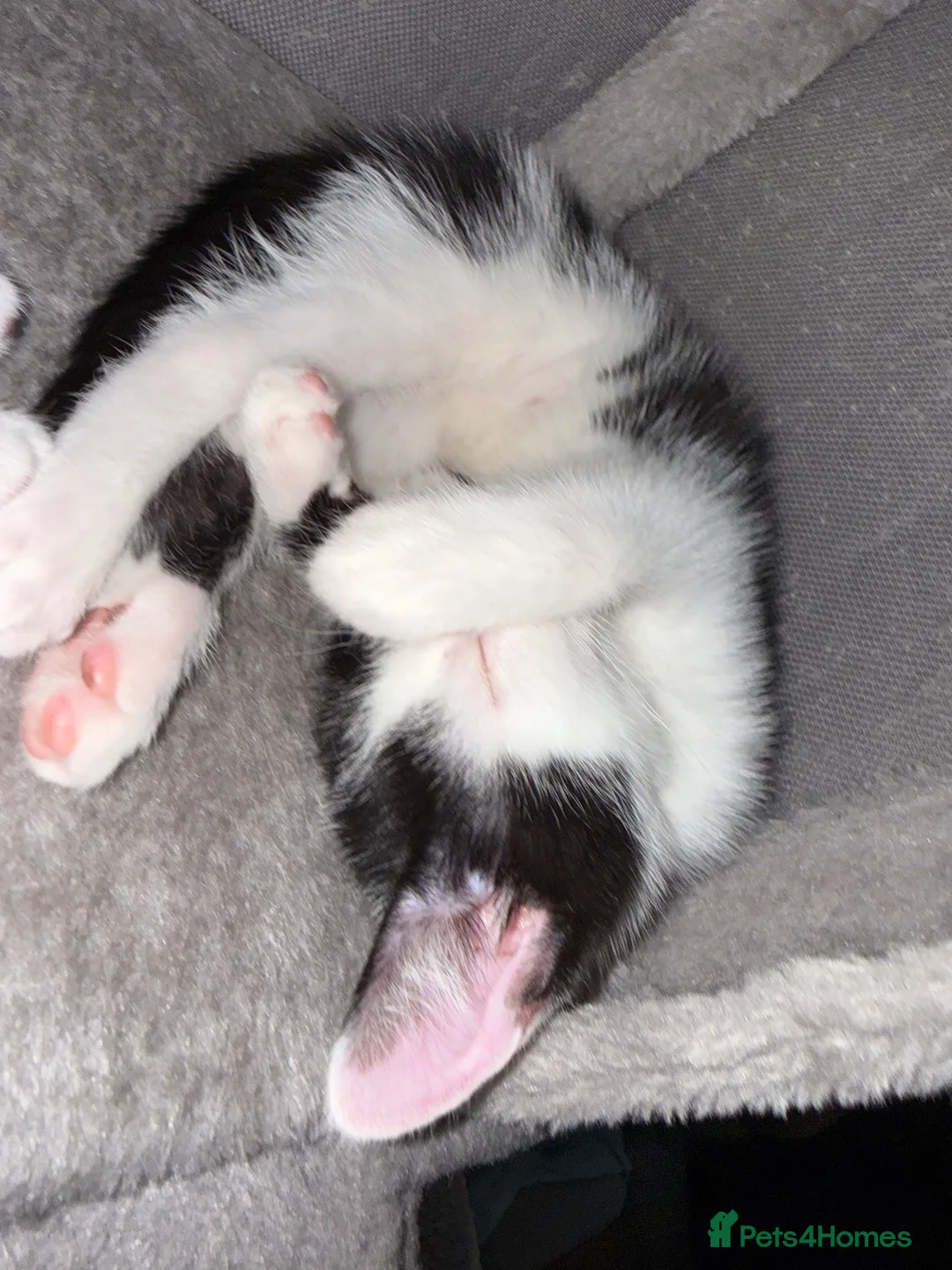 Domestic Shorthair cats for sale: Beautiful Male kitten for rehoming  - Advert 2