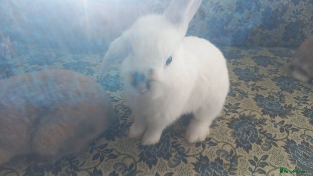 Mini Lop rabbits for sale: 4 Beautiful Mini Baby Lops  - Advert 11