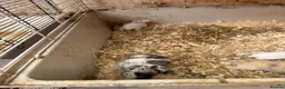 Mixed Breed rabbits for sale: Baby rabbits - Advert 22