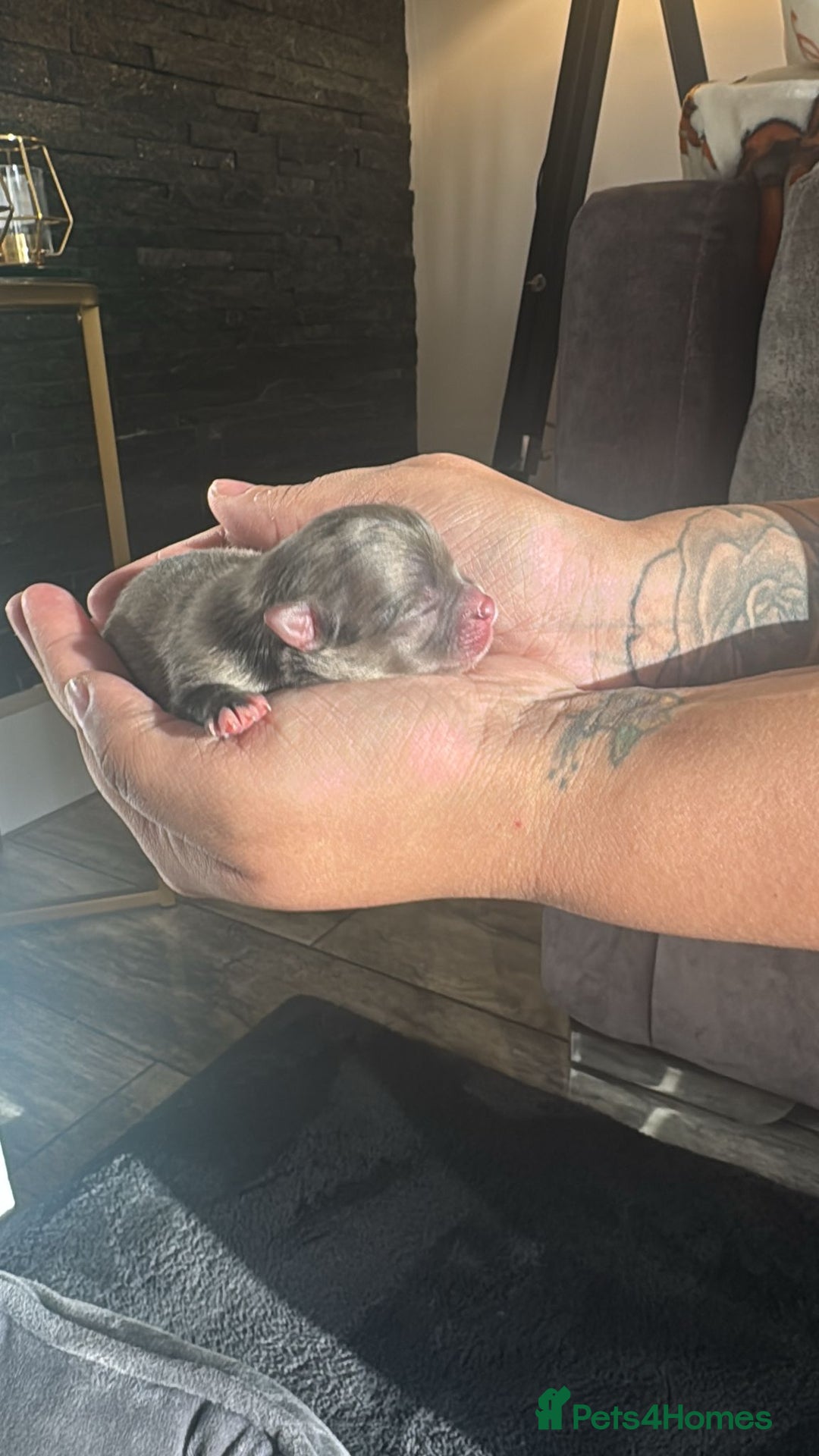 Pomeranian dogs for sale: 2 beautiful boy merle Poms  - Advert 2