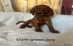 Irish Setter dogs for sale: Irish Setter Puppies 💜 - Image 19