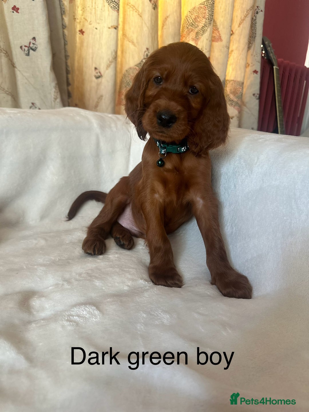 Irish Setter dogs for sale: Irish Setter Puppies 💜 - Image 19