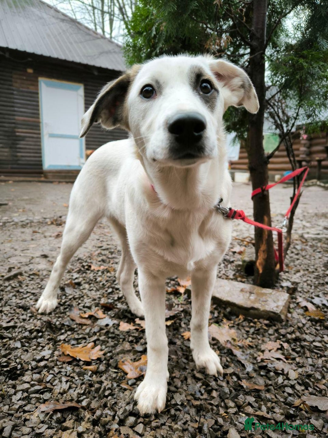 Mixed Breed dogs for adoption: 💖🐶 PLIAMKA 🐶💖 - Advert 9