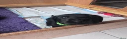 Labrador Retriever dogs for sale: KC Registered beautiful working labrador puppies in Oldham - Advert 28