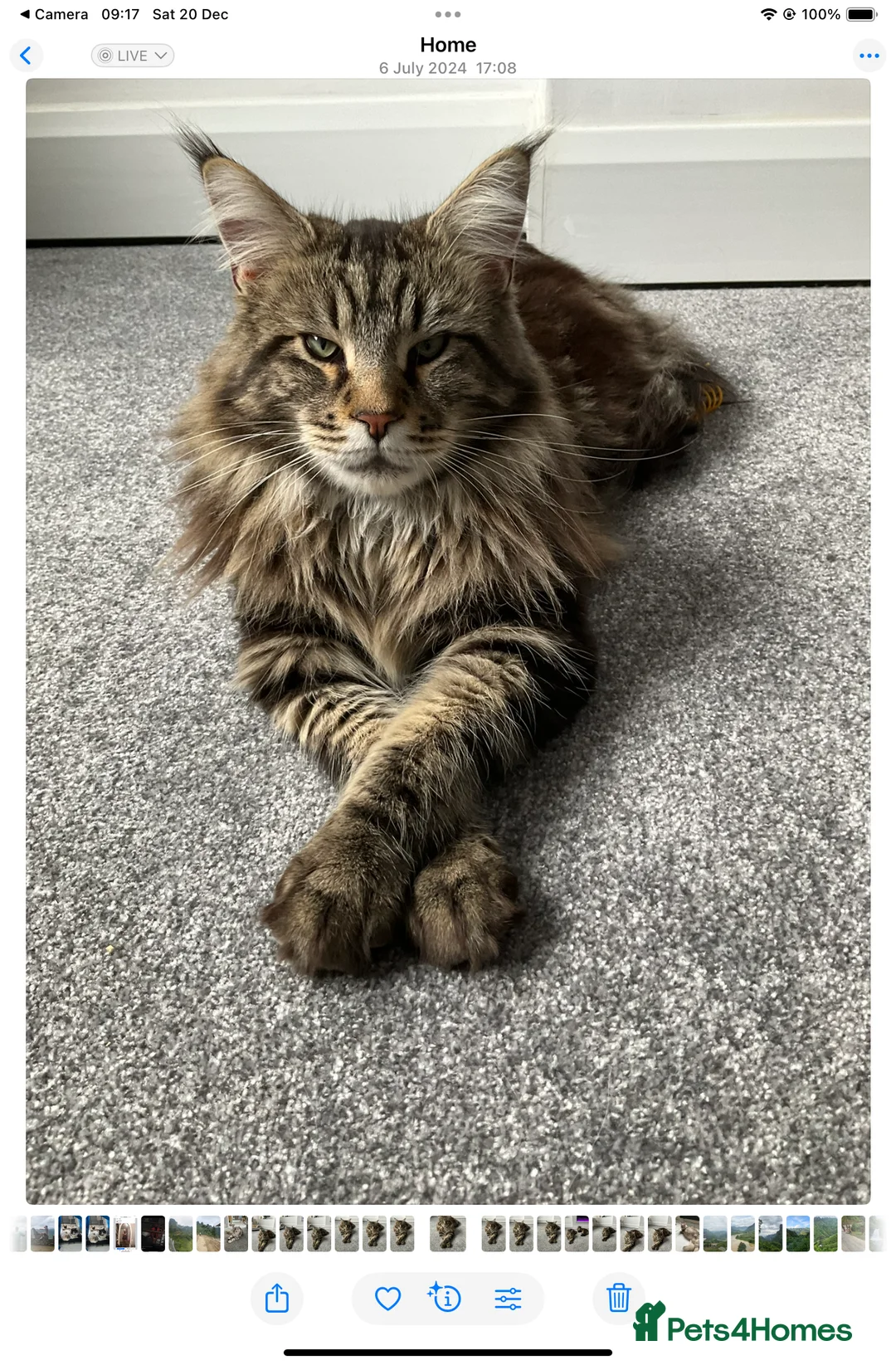 Maine Coon cats for sale: I have my active Maine coon for rehoming - Advert 1
