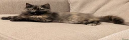 Siberian cats for sale: Siberian kittens for sale in Derby - Advert 3