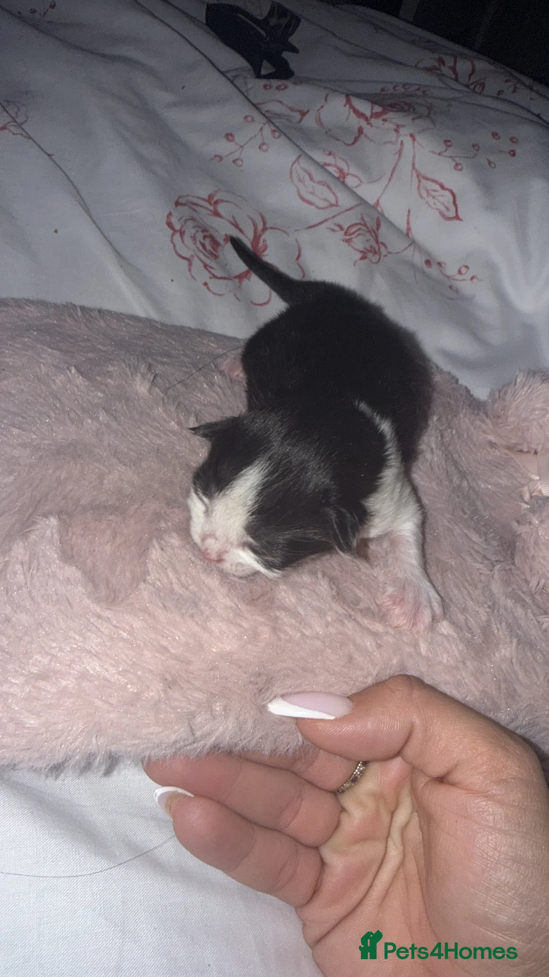 Maine Coon cats for sale: Maine coon mixed breed  - Advert 4