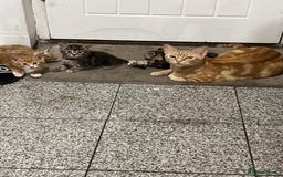 Mixed Breed cats for sale:  Beautiful Kittens for Sale – 2 Boys & 2 Girls 🐾 - Image 14