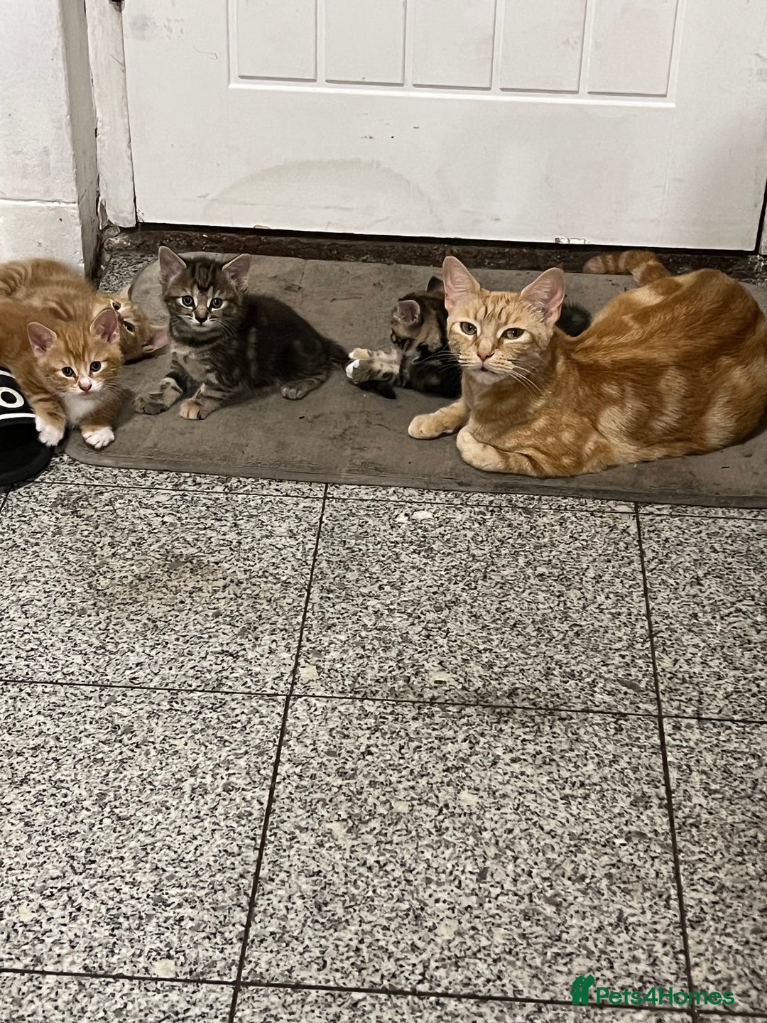 Mixed Breed cats for sale:  Beautiful Kittens for Sale – 2 Boys & 2 Girls 🐾 - Image 14