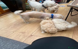 Maltipoo dogs for sale: Adorable F1 Havapoo Puppies | 2 BOYS 1 GIRL - Image 12