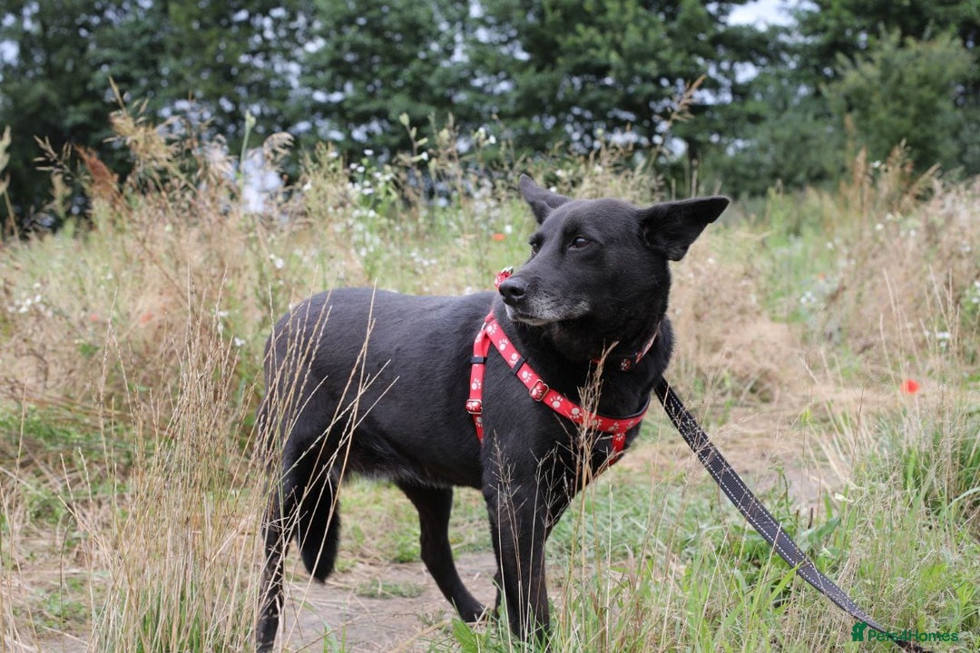 Mixed Breed dogs for adoption: 💖🐶 MARY 🐶💖 - Image 20