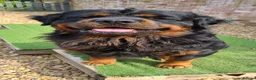 Rottweiler dogs for sale: Long Haired Fluffy Rottie Pups. Full Health Tested - Advert 5