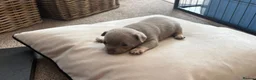 Chihuahua dogs for sale: Five Smoothcoat Chihuahua puppies for sale - Advert 23