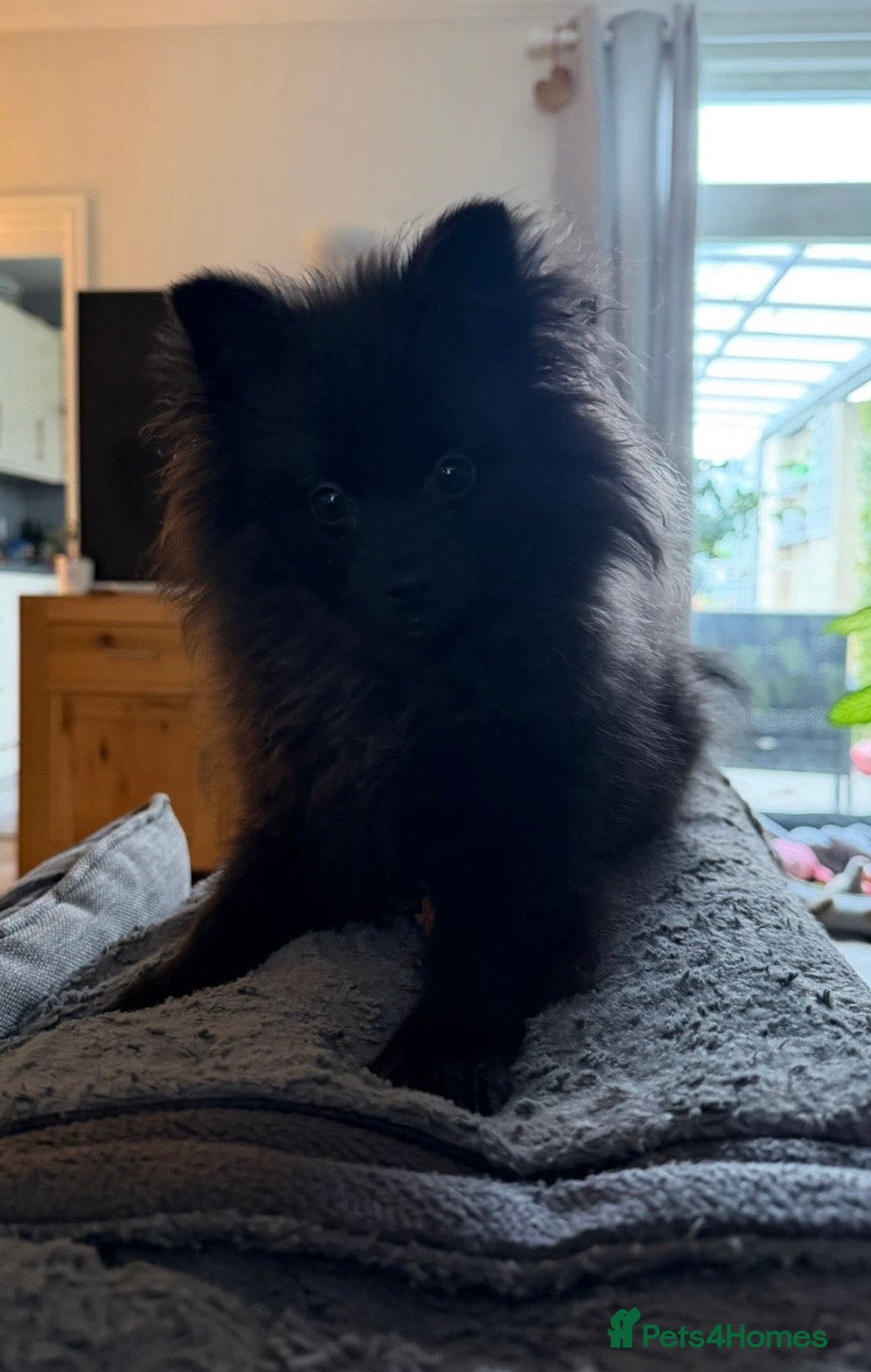 Pomeranian dogs Beautiful black Pomeranian Girl 🩷 - Advert 8