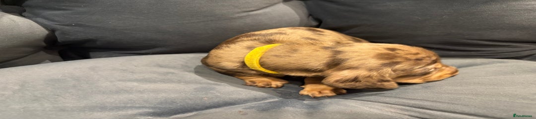 Dachshund Merle girl 