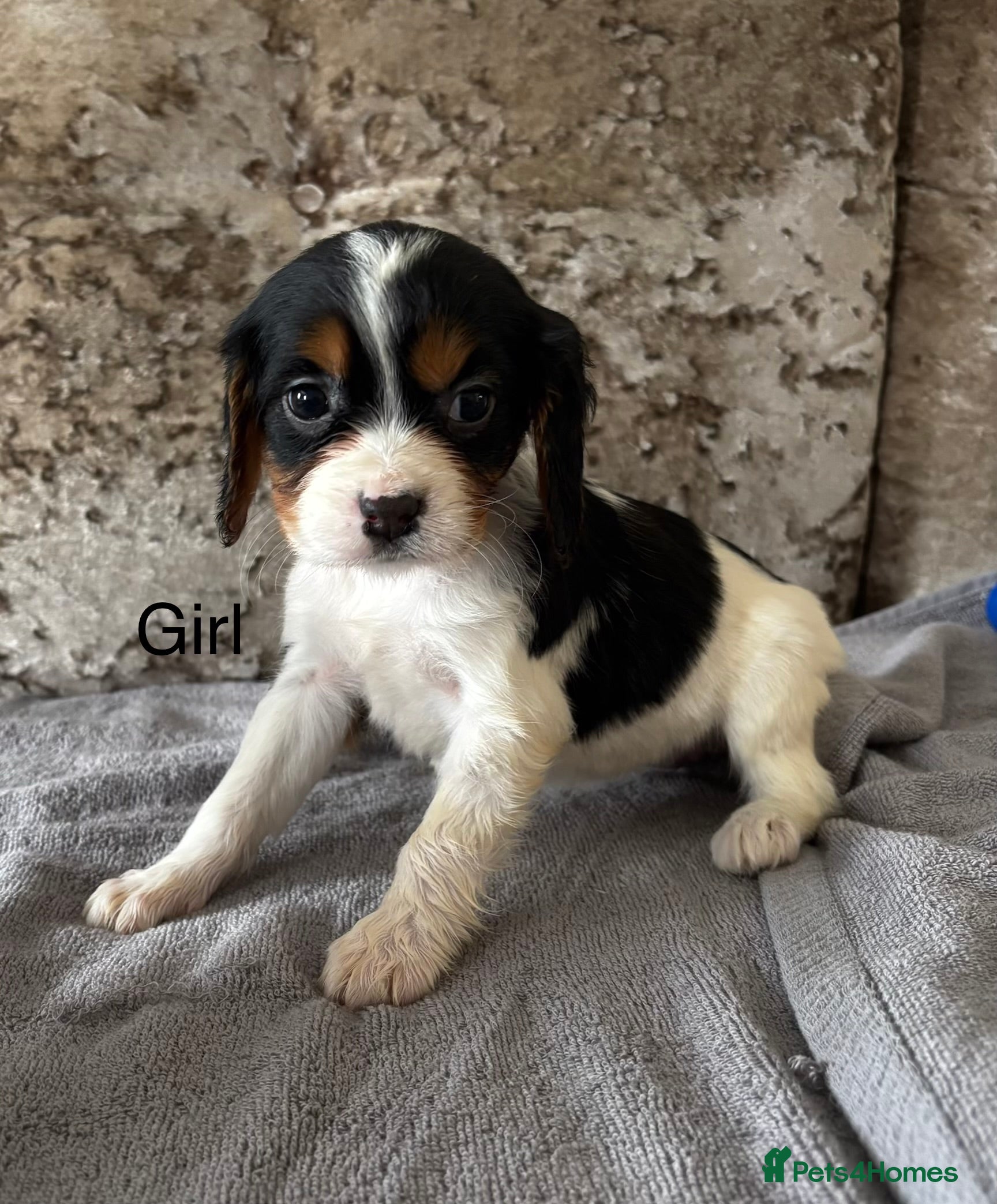 Cockalier dogs Cockalier puppies - Advert 1