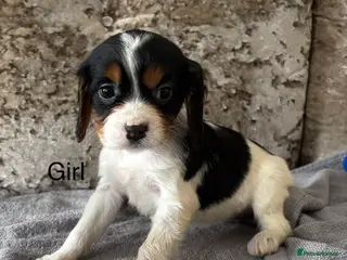 Cockalier dogs Cockalier puppies - Advert 5