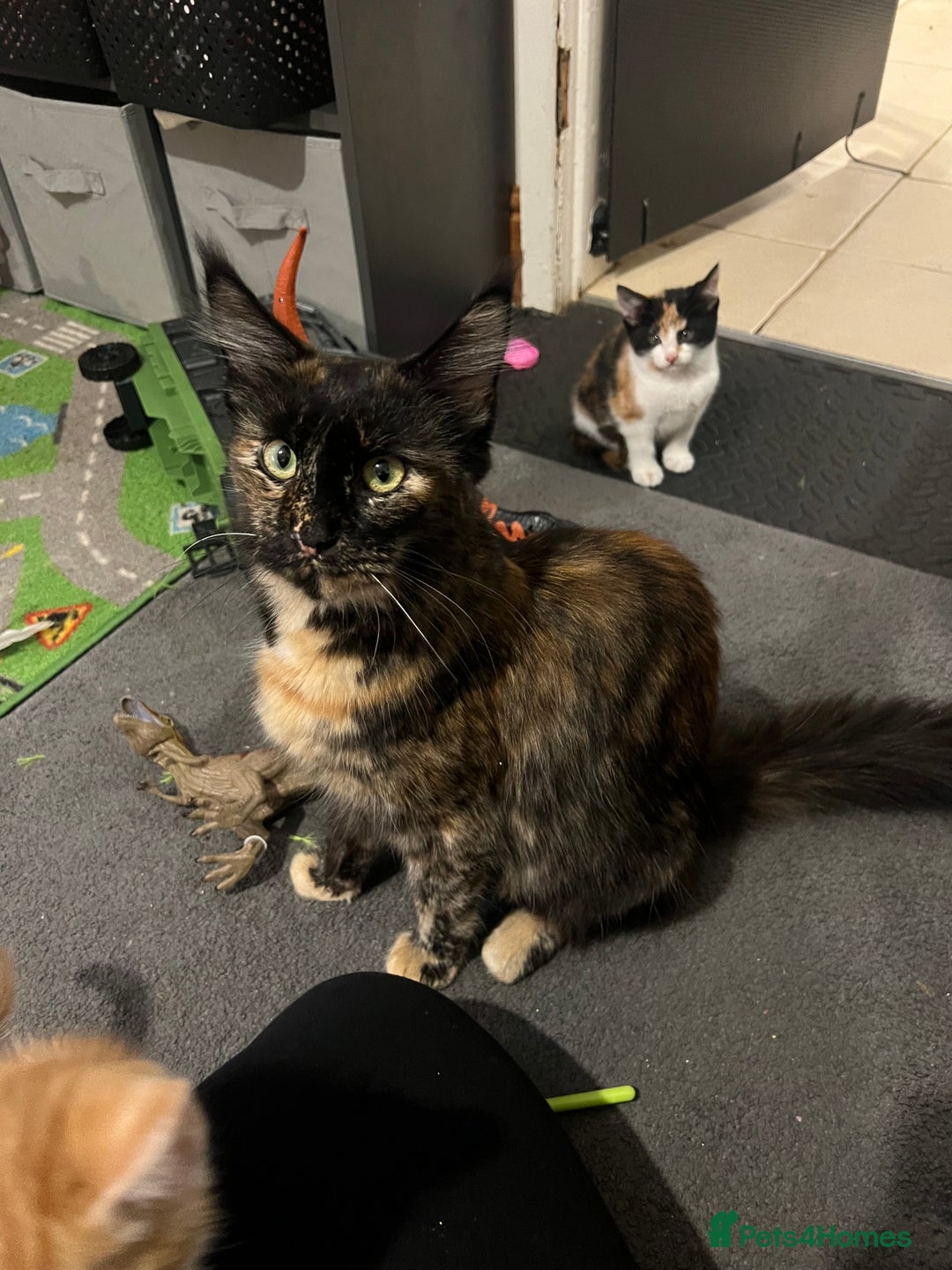 Mixed Breed cats for sale: Maine coon mix for sale - Advert 6