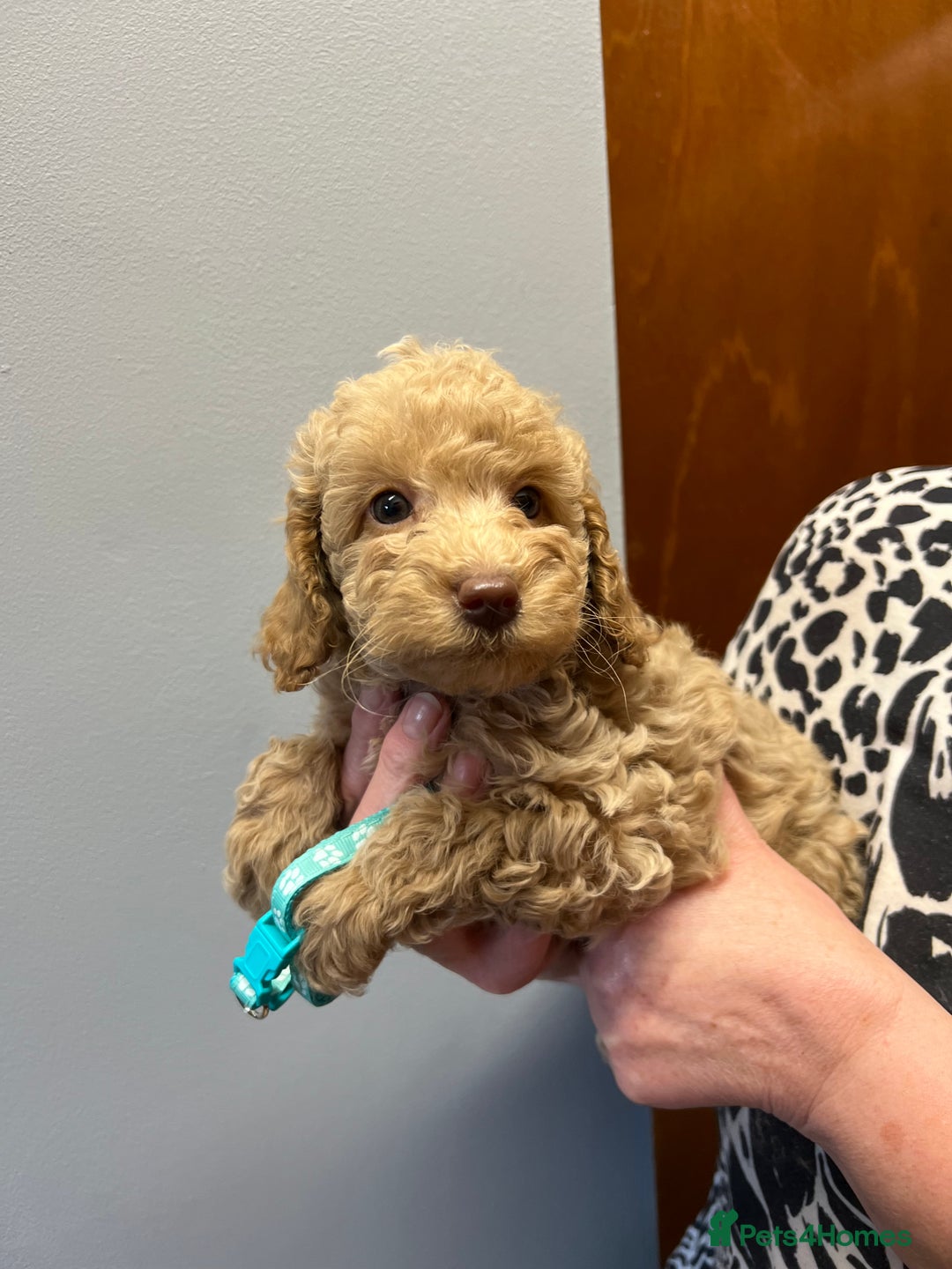 Miniature Poodle dogs for sale: Miniature poodles  - Image 23