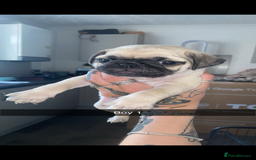 Pug dogs for sale: 5 lovely pug puppies in Redcar - Image 7
