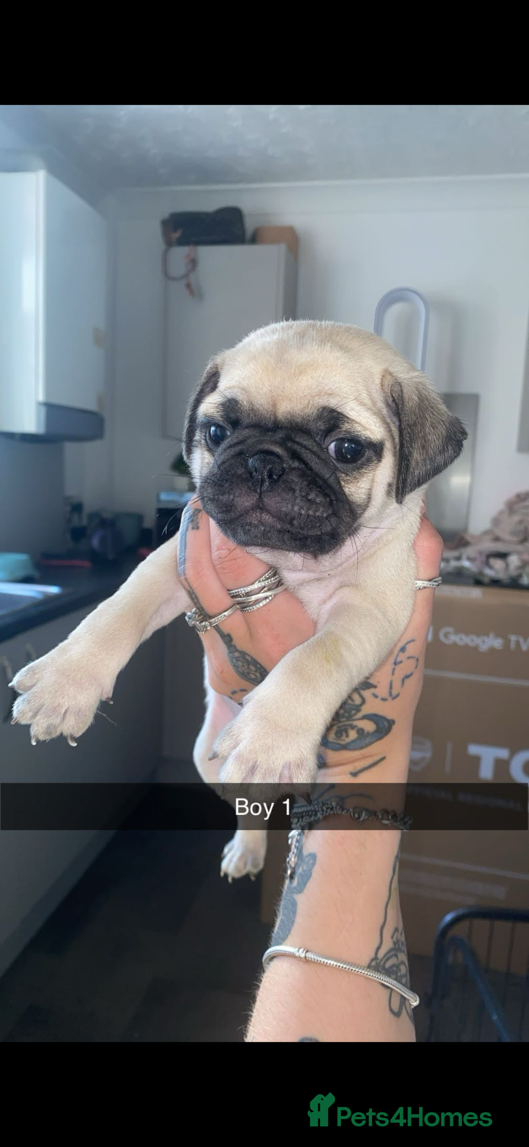 Pug dogs for sale: 5 lovely pug puppies in Redcar - Image 7