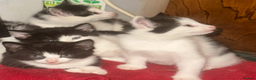Mixed Breed cats for sale: Adorable Black and White Tuxedo Kittens - Advert 15