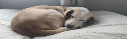 Mixed Breed dogs for adoption: Roma - Sabueso (Spanish Hound)  - Advert 9