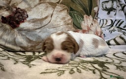Mixed Breed dogs for sale: Cockalier puppies  - Advert 24