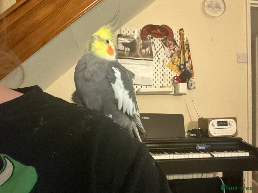 Cockatiels birds for sale: Bonded pair of cockatiels and cage - Advert 6