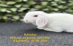 Mini Lop rabbits for sale: Beautiful baby mini lop rabbits - Image 2
